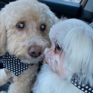 Meet your Posher, Janani